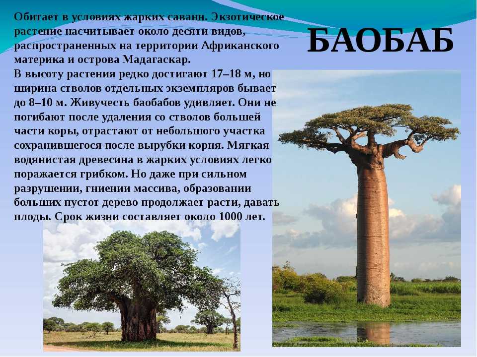 Условия жизни деревьев. Баобаб дерево ареал. Растения Африки баобаб. Факты о баобабе. Интересные факты о дереве баобаб.