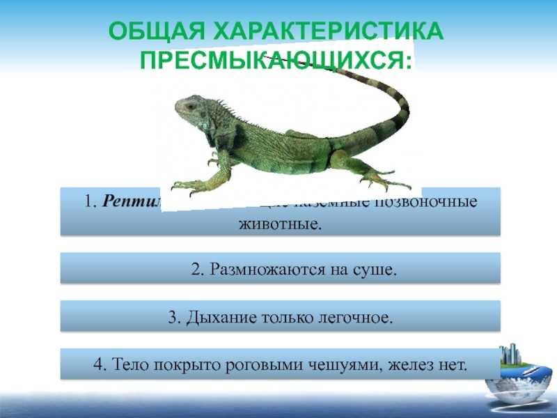 Древние пресмыкающиеся: происхождение и исчезновение