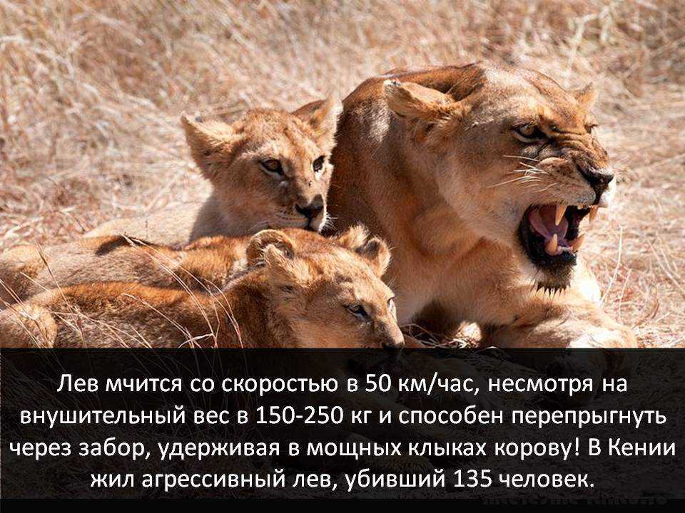 Интересные факты о львах для детей. интересные факты о львах. топ 18 фактов | интересные факты