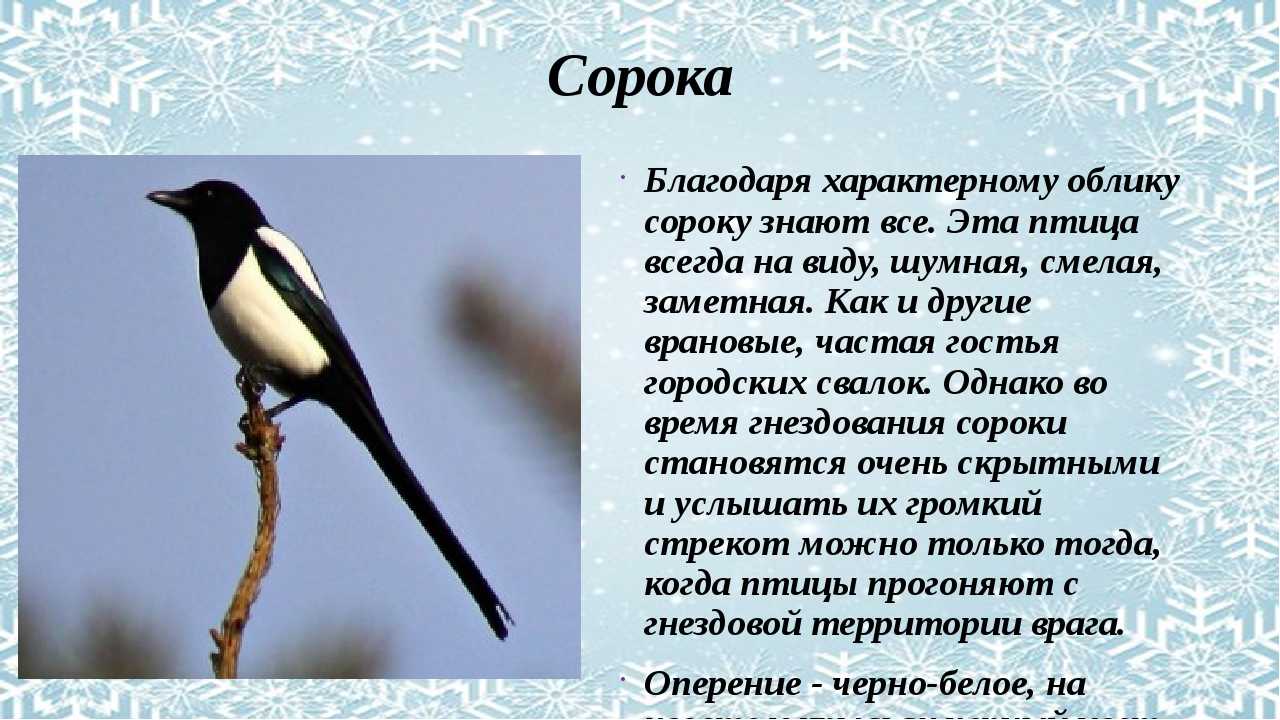 Сорока и ворона – что это такое и отличия - premudrosty.ru