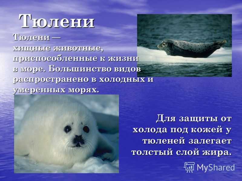 Тюлень животное. образ жизни и среда обитания тюленя | животный мир