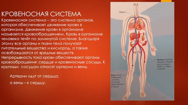Кровеносная система человека доставляет лекарственные впр. Кровеносная система человека. Кровеносная система кровь. Органы кровеносной системы. Кровеносная система 3 класс.