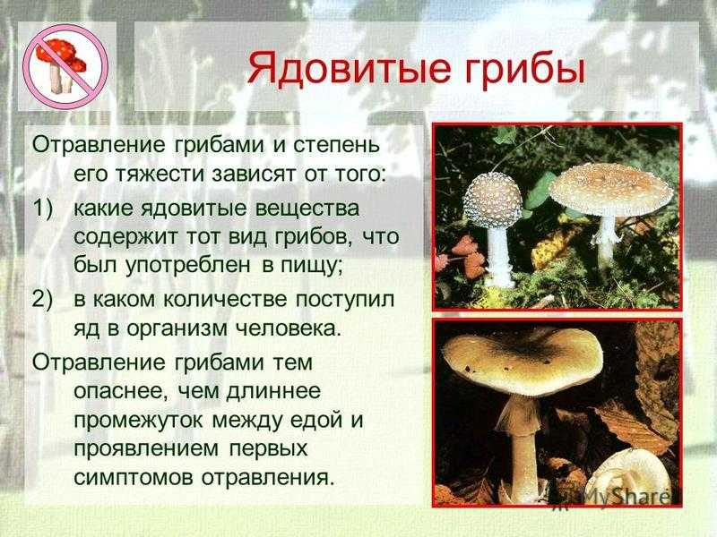 Сообщение о грибах. Презентация на тему грибы. Доклад по грибам. Доклад на тему грибы. Доклад про грибы.