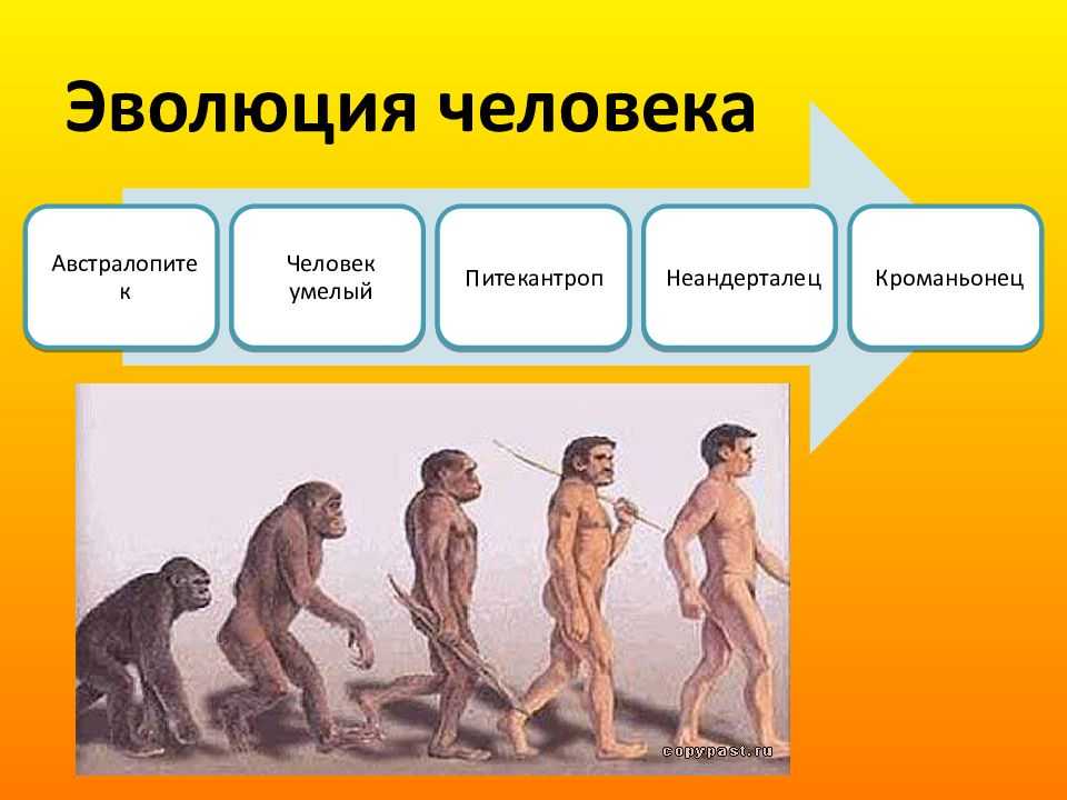 Конспект урока становление человека. Эволюция человека. Стадии развития человека. Стадии развития человечества. Этапы эволюции человека.