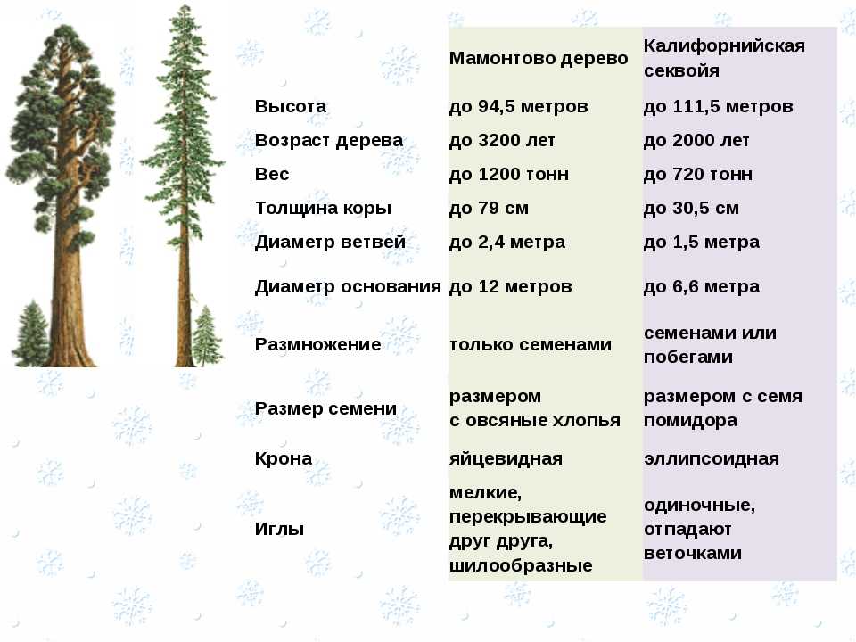 Масса среднего образца семян сосны ели и лиственницы составляет