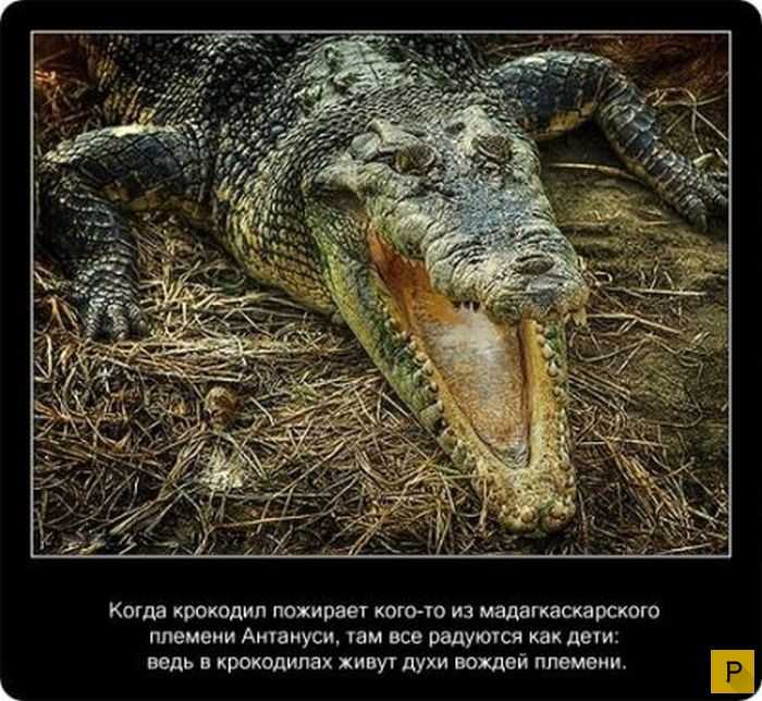 Информация о гребнистом крокодиле. морской крокодил (гребнистый крокодил): где обитает, чем питается, описание, образ жизни хищника.