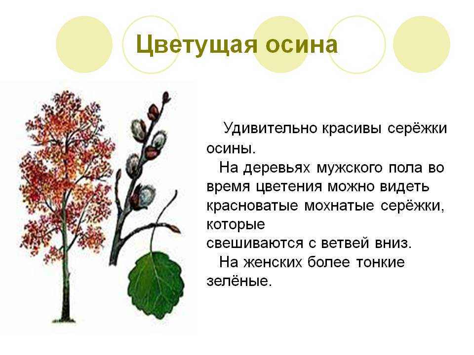 Как выглядит осина - свойства, выращивание и советы по применению