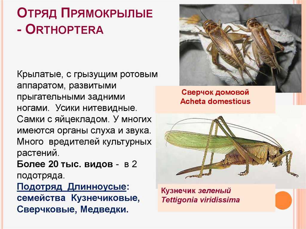 Сообщение про кузнечика - описание, строение и образ жизни насекомого