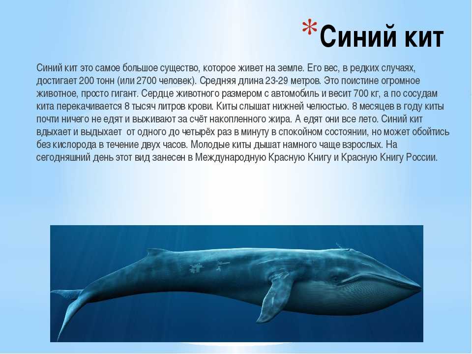 Киты - виды и фото, название и описание китов, как выглядят и где обитают киты