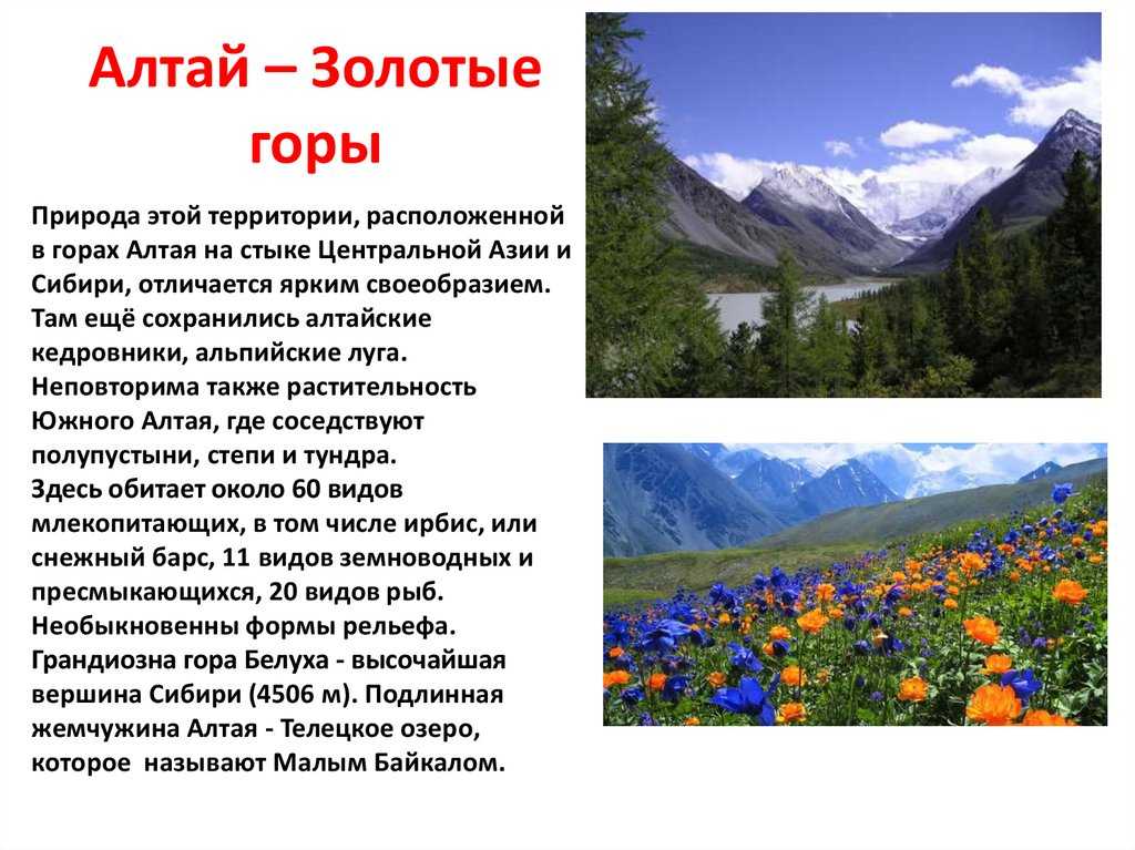 Какие особенности природы. Золотые горы Алтая доклад. Рассказ про гору Алтай. Горы Алтай описание кратко. Доклад по теме Алтайские горы.