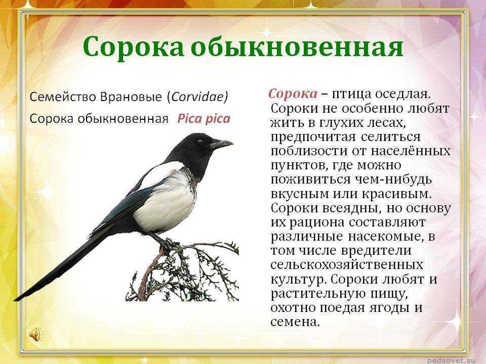 Сорока птица. особенности и образ жизни сороки | животный мир