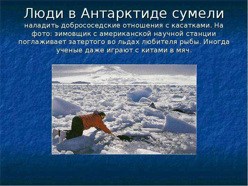 Животные и растения антарктиды, тайны неопознанных видов и интересные факты - tarologiay.ru