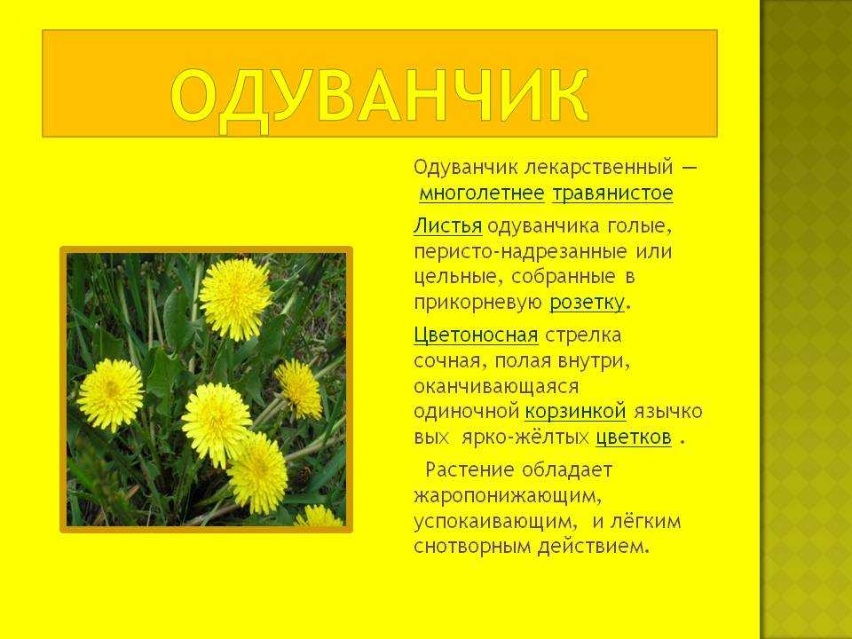 Одуванчики — солнечные цветы