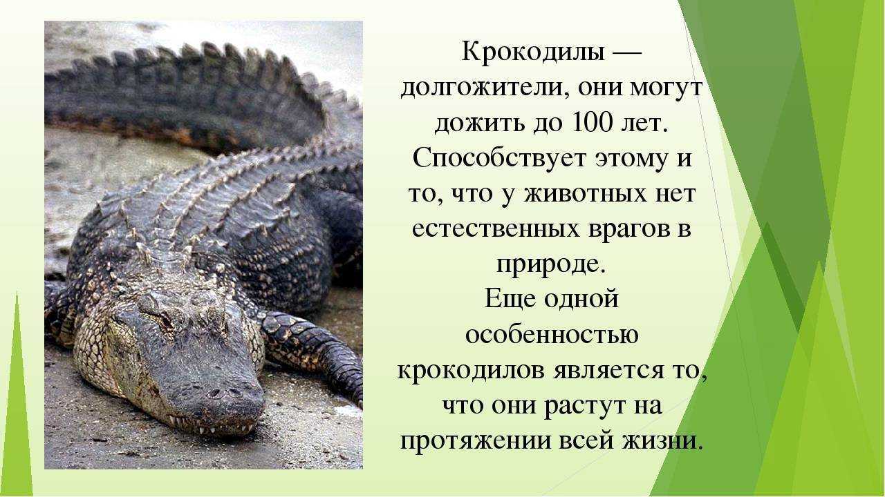 Крокодилы: описание, виды, среда обитания, что ест, враги и образ жизни | планета животных