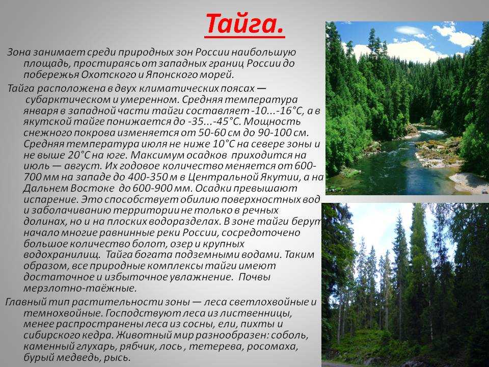 Животные тайги. описание и особенности животных тайги | животный мир