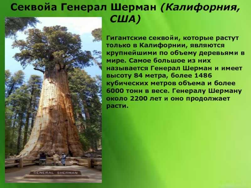 Секвойя дерево: виды, распространение, описание, характеристика самых высоких деревьев в мире + фото секвойи с человеком