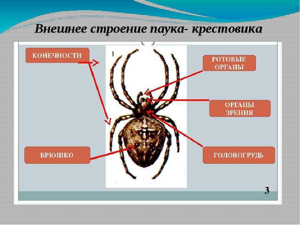 Дыхание крестовика