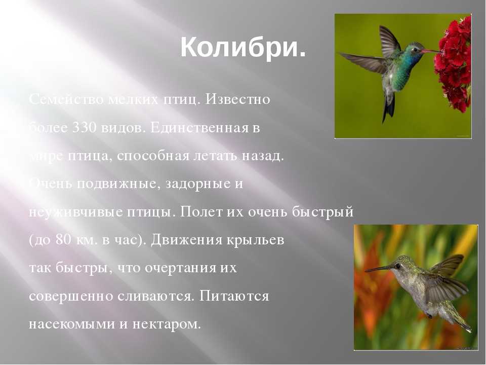 Колибри. самые маленькие птицы планеты
