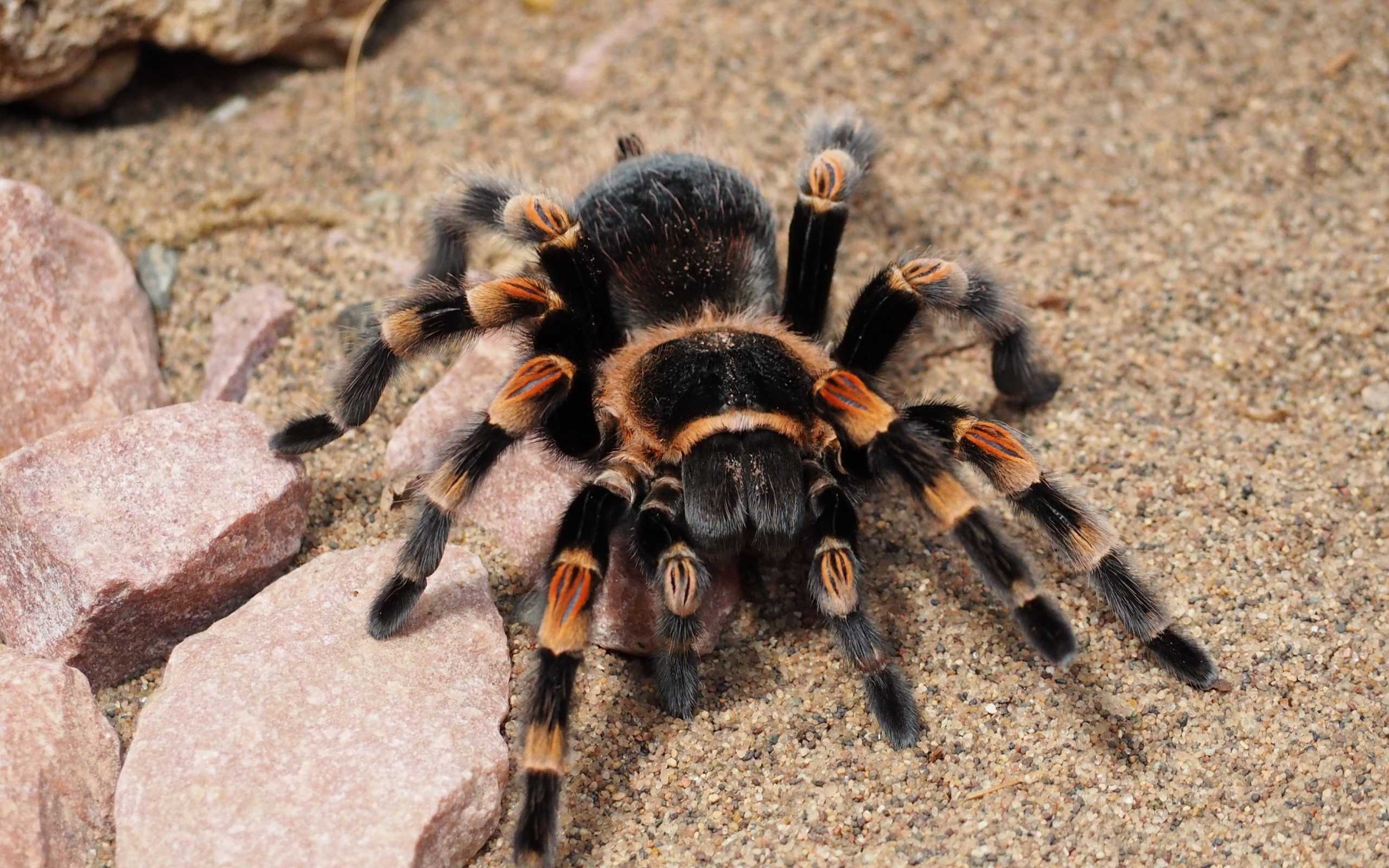 Паук тарантул: описание, места обитания, чем кормить, содержание