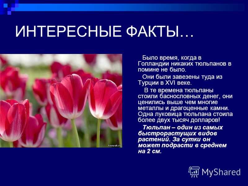 Виды и сорта тюльпанов - цветочки - 3 декабря - 43952898982 - медиаплатформа миртесен