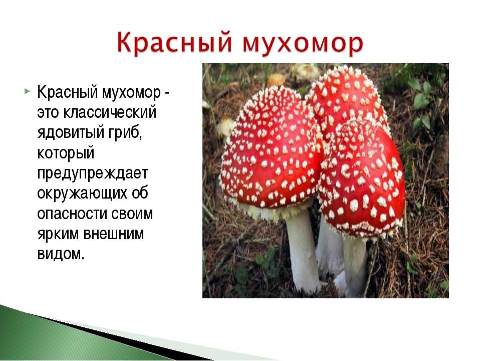 Мухомор красный — ртищевская энциклопедия