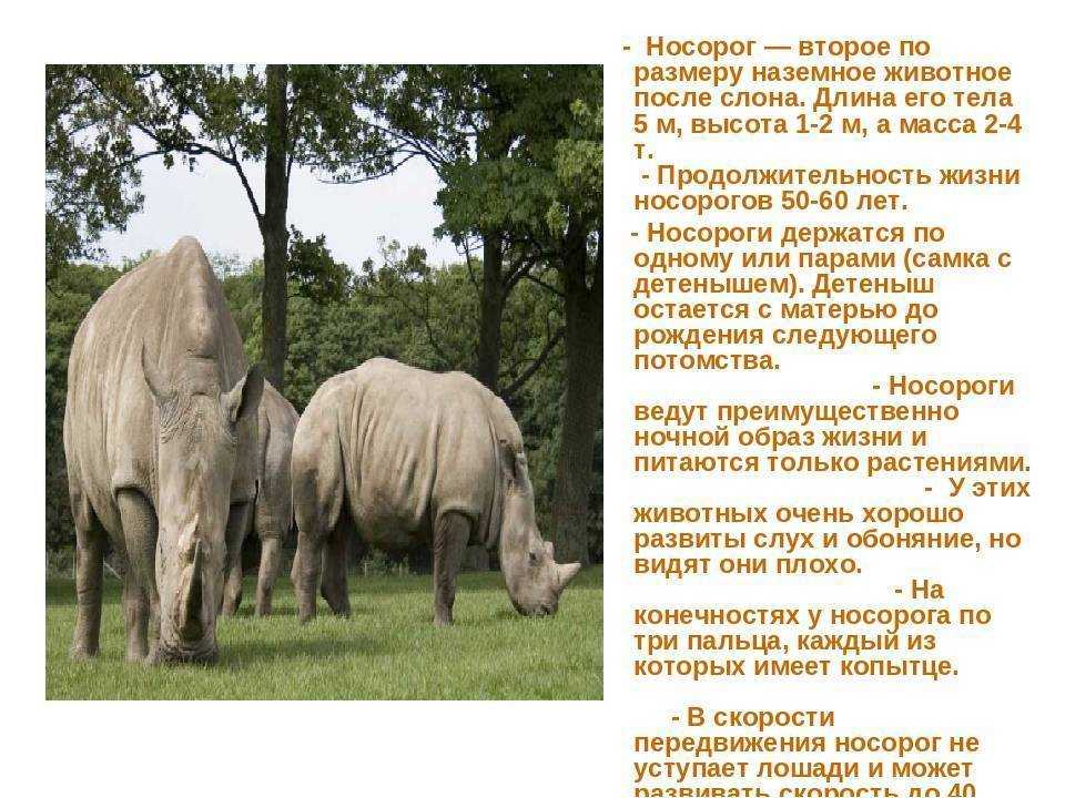Носорог животное. образ жизни и среда обитания носорога | животный мир
