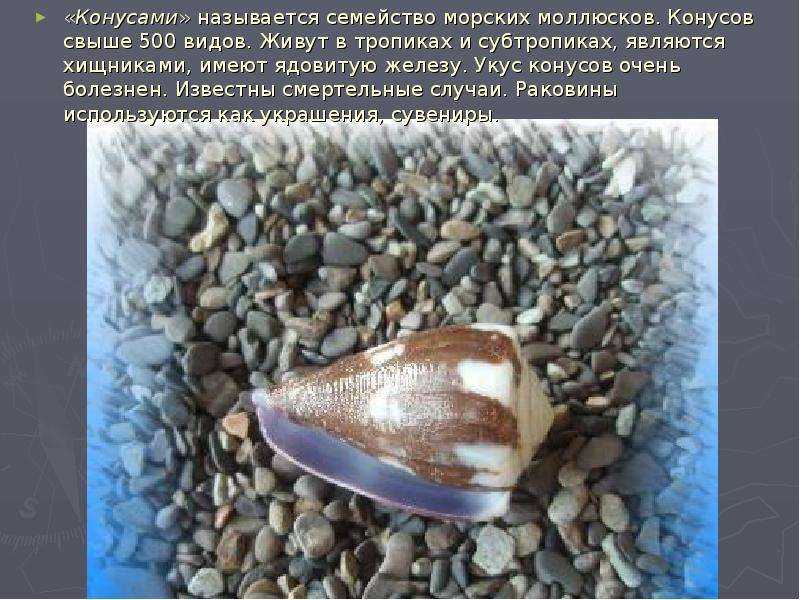 Givotinki.ru. морской ангел моллюск: описание, особенности и среда обитания