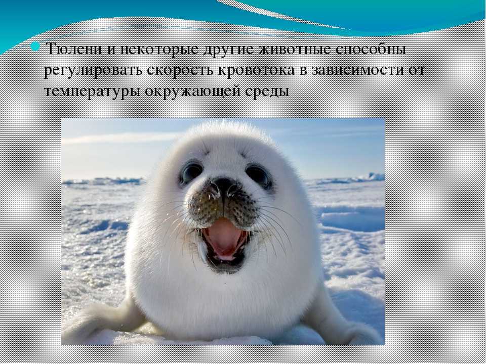 Гренландский тюлень (фото): как выглядит, где обитает, чем питается и интересные факты