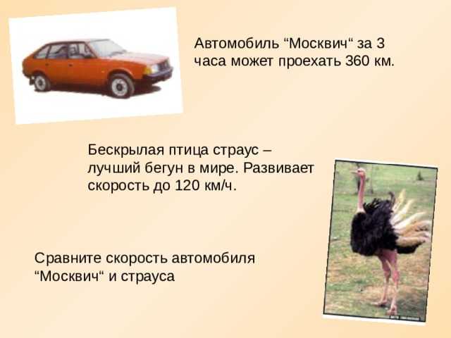 Интересные факты о страусах для детей. как живет и питается страус