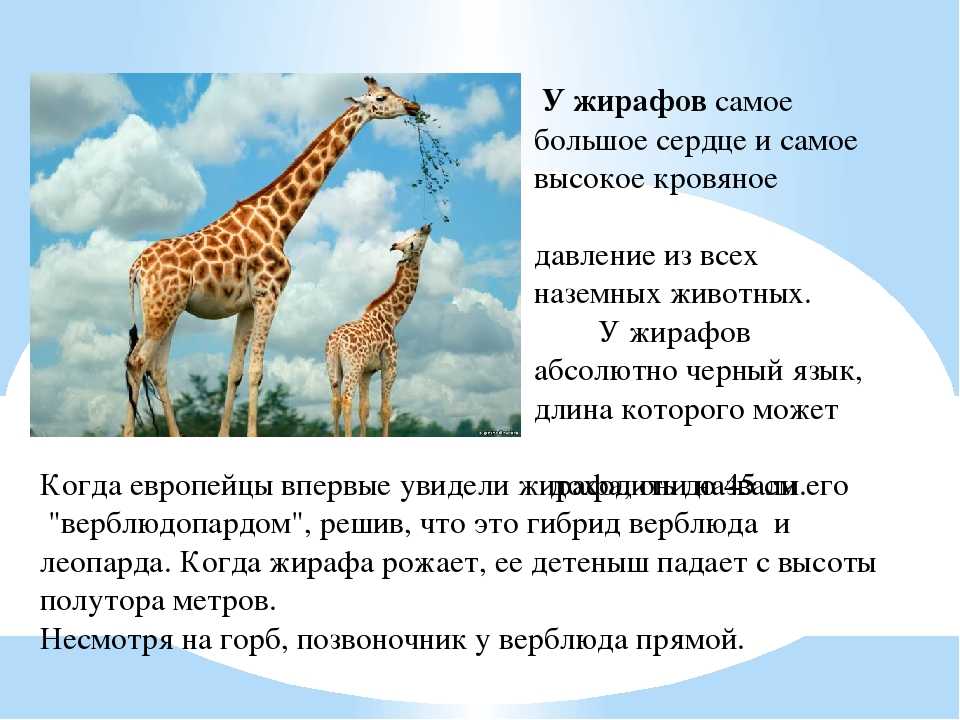 На рисунке изображены жираф и трехэтажный дом высота жирафа составляет 5 м определите примерную