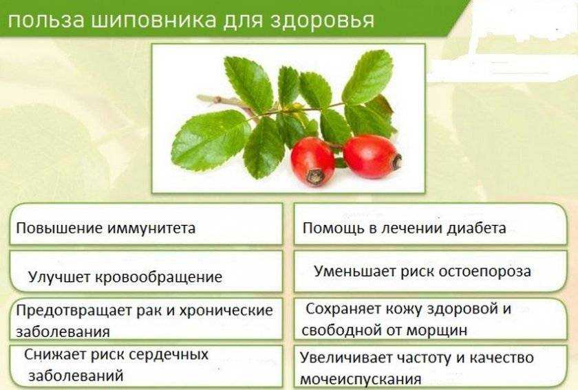 Распространение шиповника в мире. климатические и географические особенности. — ботаничка