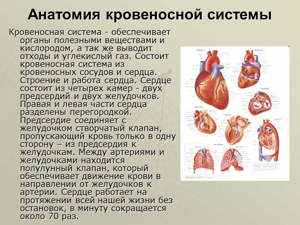 Сердце работает всю жизнь. Интересные сердца. Сообщение на тему сердце. Кровеносная система человека. Интересные факты о кровеносной системе.