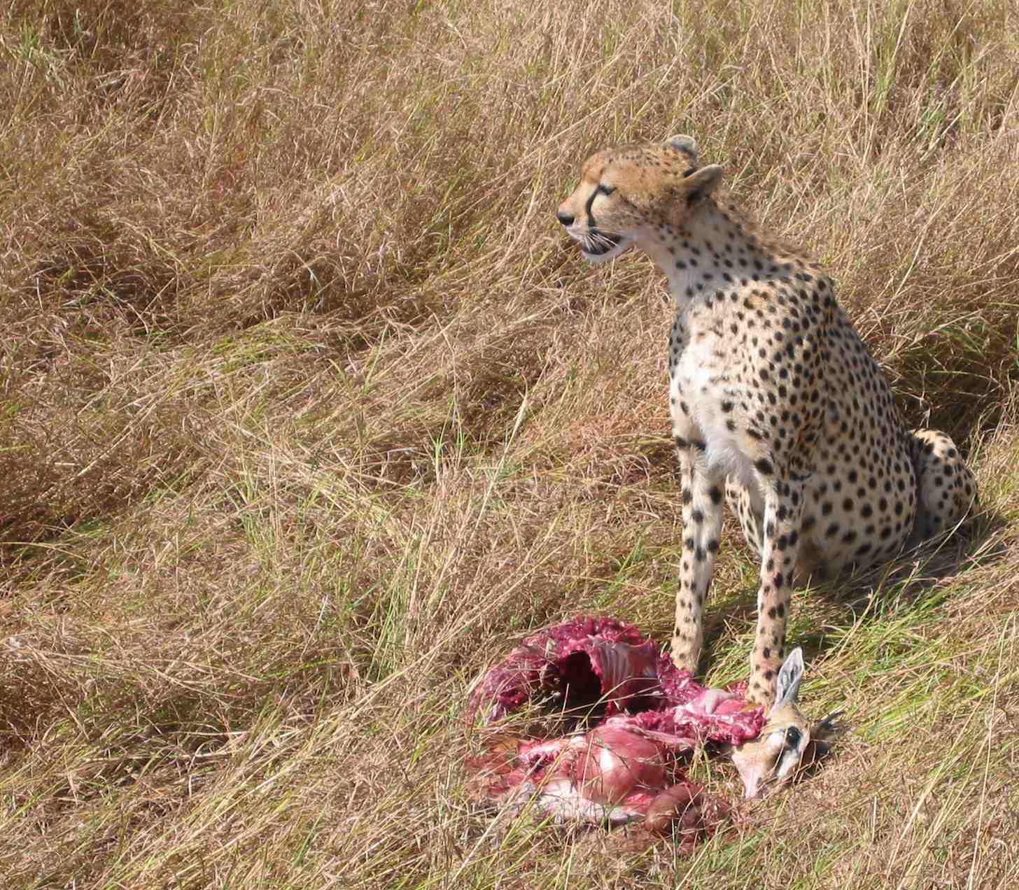 Леопард (лат. pantherа pardus)