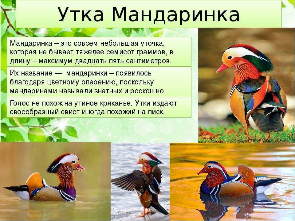 Утка мандаринка: фото птицы, где обитает, краткое описание