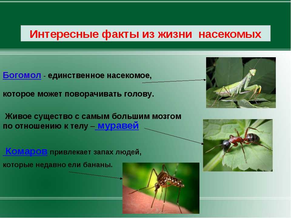 Интересные факты из жизни насекомых | интересный сайт