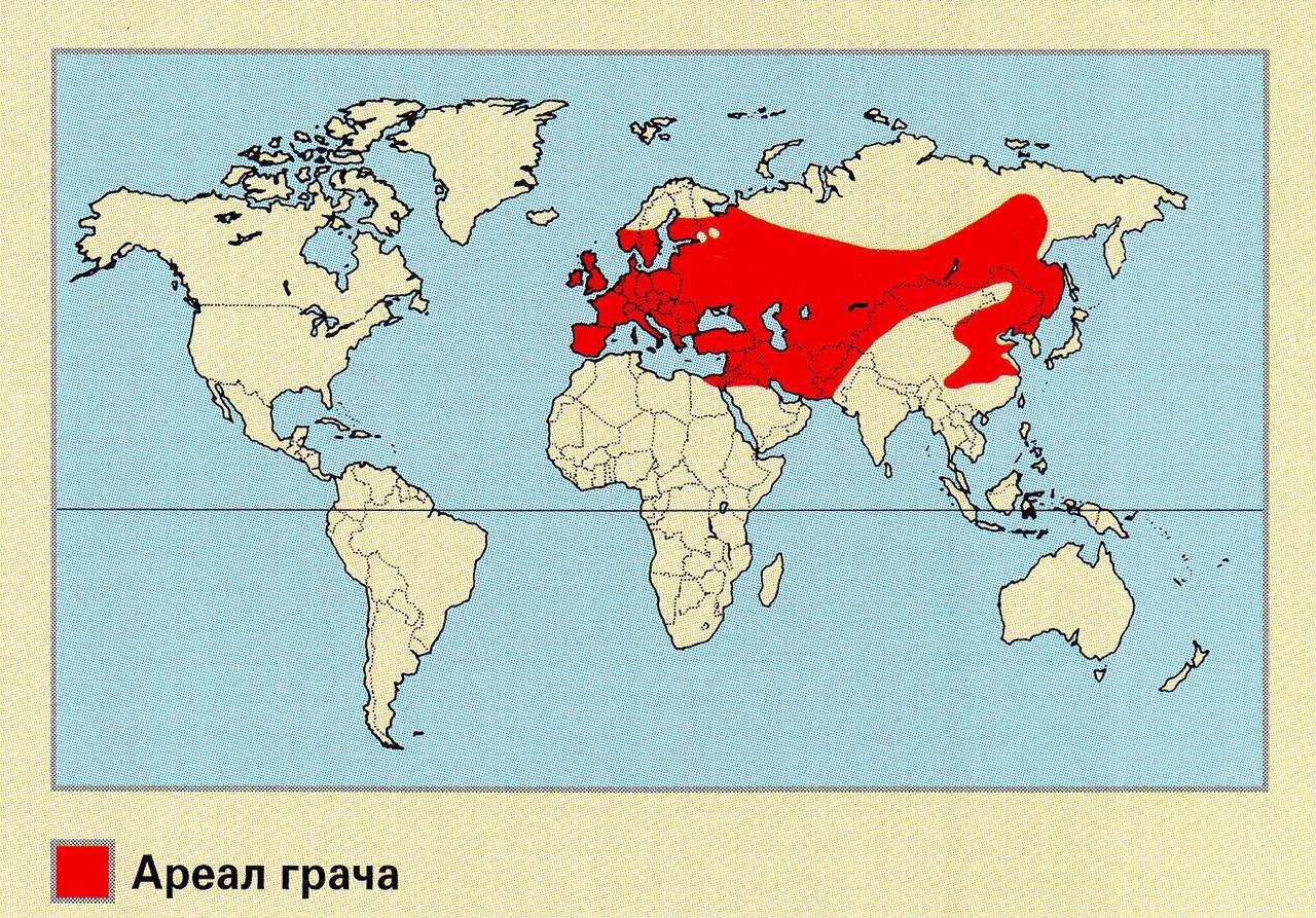 Ягуар: описание, ареал, места обитания, рацион, размножение