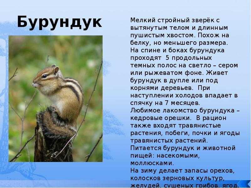 Грибы паразиты появляются преимущественно на растениях, для того чтоб получать с них полезные вещества, при этом само растение заметно слабеет, становится угнетенным Паразиты являются большой проблемой для сельского хозяйства