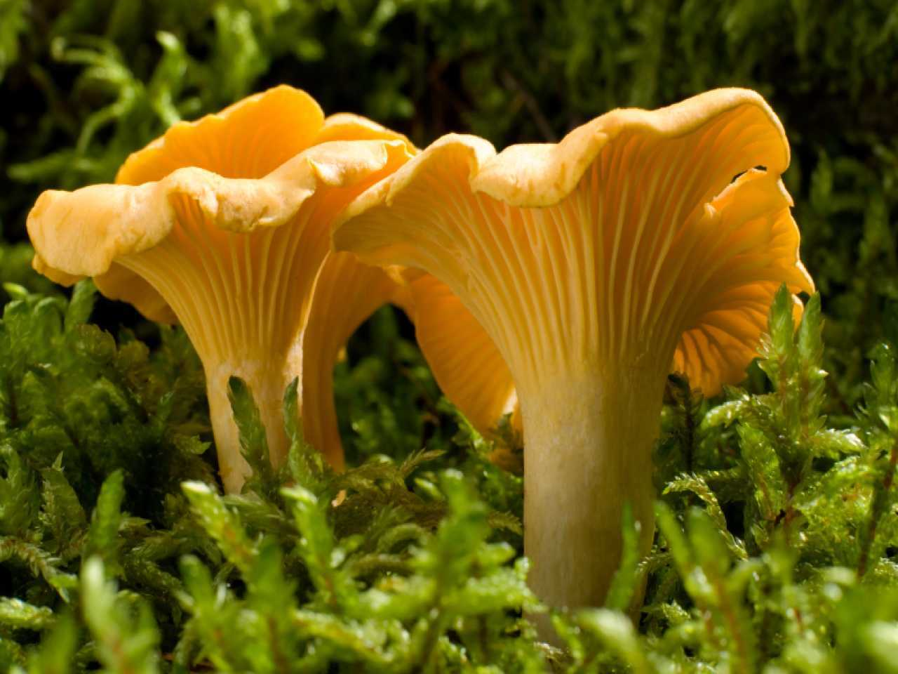 Латинское название гриба – Cantharellus Они относятся к базидиомицетам, классу агарикомицеты, семейству лисичковые, види лисички Свое название гриб получил за рыжий цвет, схожий с окраской лисы Встречается он в смешанных и хвойных лесах
