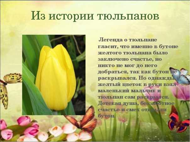 Доклад на тему тюльпаны сообщение 2, 3, 5, 6 класс (описание для детей)