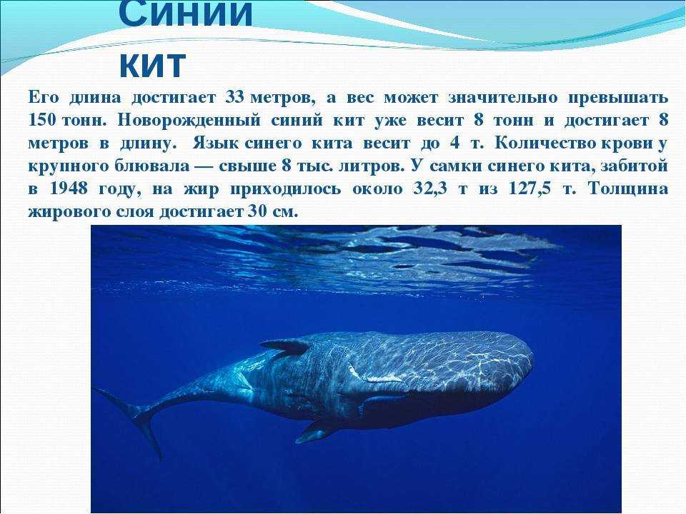 Синий кит: интересные факты о нем