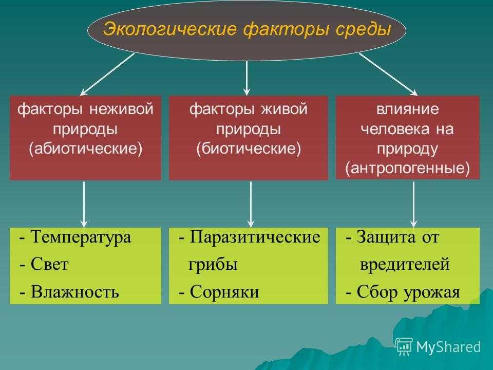 Антропогенные экологические факторы. доклад. экология. 2012-02-14