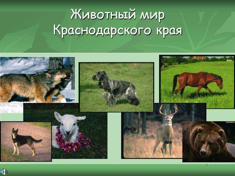 Животные кубани фото и описание