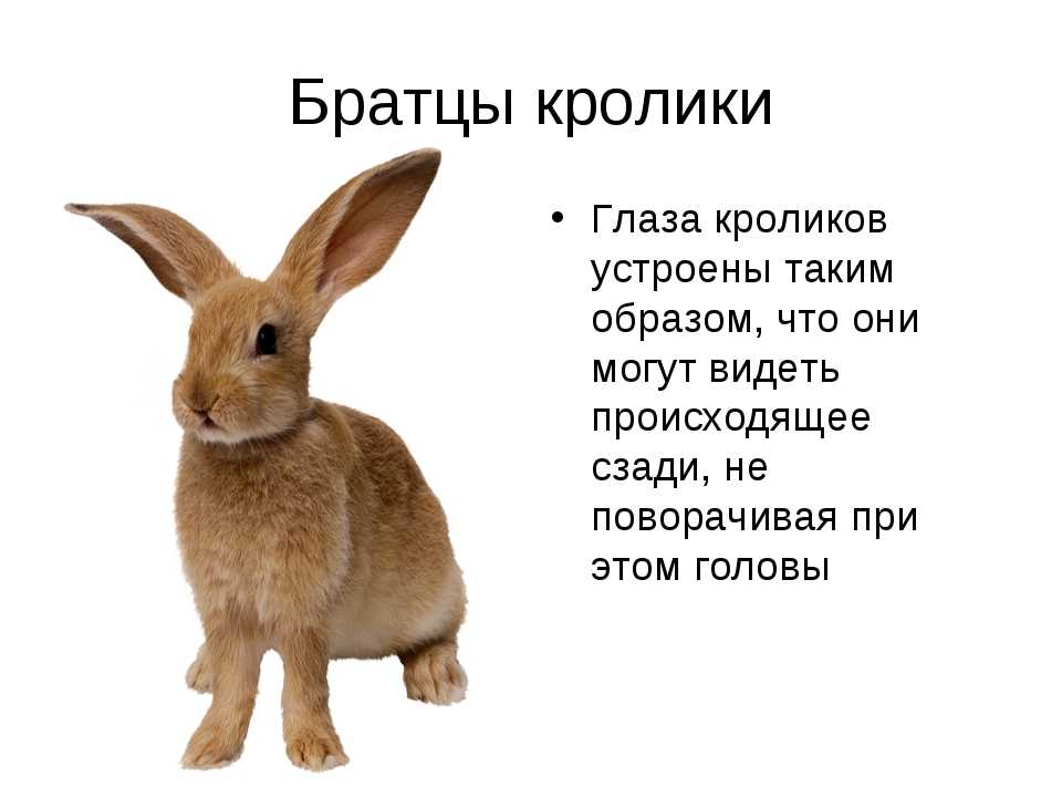 Интересные факты о кроликах – это отличная возможность узнать больше о млекопитающих Этих животных можно встретить как в дикой природе, так и в домашних
