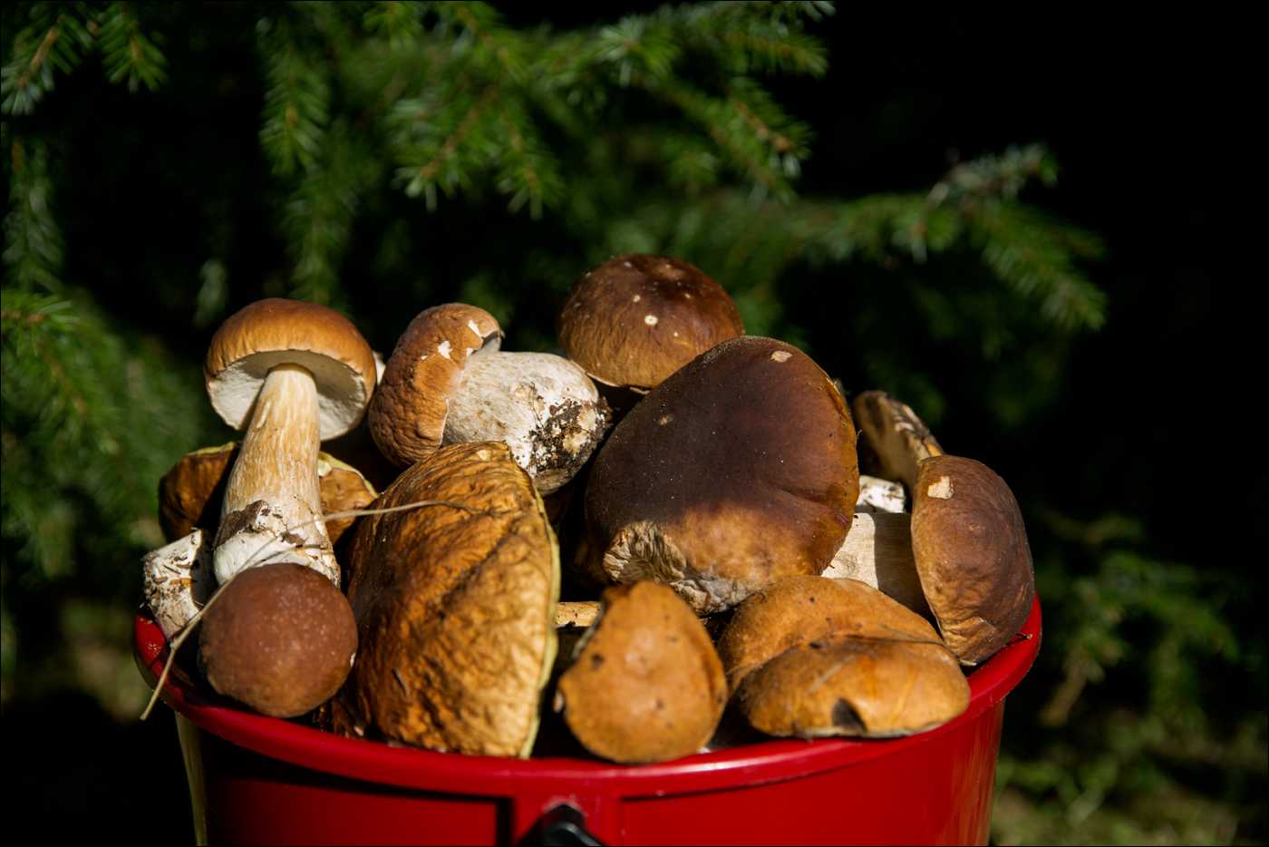 Шляпочные грибы - строение, виды, питание, размножение