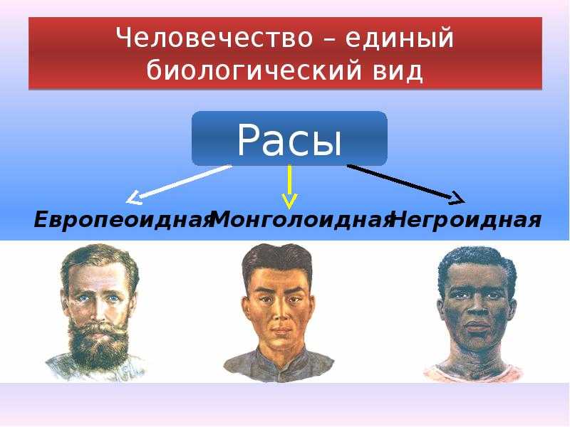 Расы человека европеоидная монголоидная негроидная. Расы людей. Презентация по биологии расы человека.