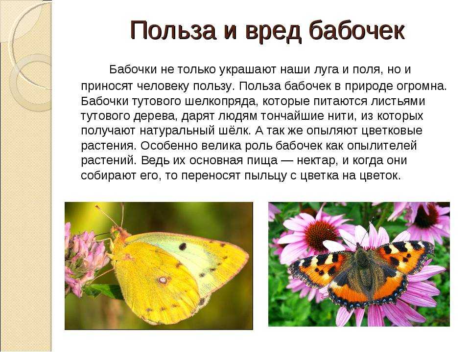 Тайная жизнь бабочек