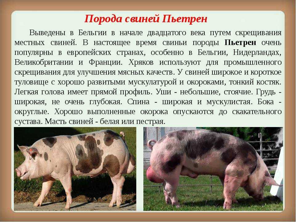Малоизвестные факты о свиньях | усадьба фермера