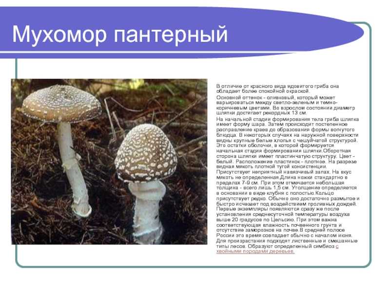 Ядовитые грибы кировской области фото и описание