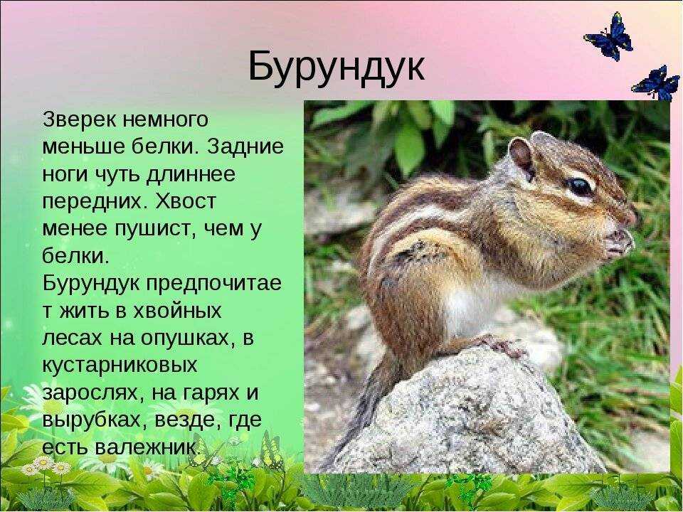 Презентация на тему бурундук