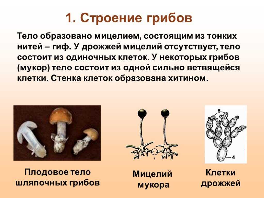 Грибы дрожжи шляпочные. Строение мицелия опят. Мицелий грибов образуют:. Мицелий шляпочного гриба. Мицелий грибов строение гриба.